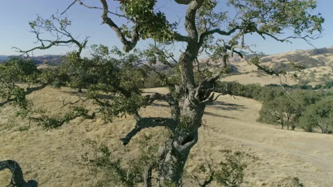 Tree on hill Video stock 139049392