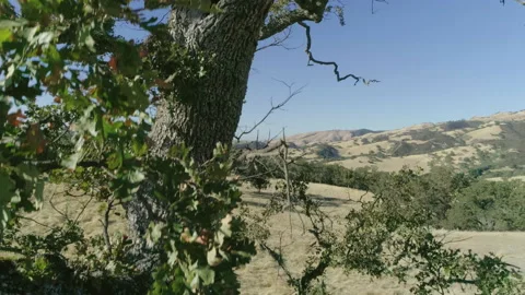 Tree on hill Stock-Footage 139051115