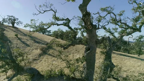 Tree on hill Stock-Footage 139051242