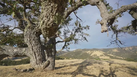 Tree on hill Stock-Footage 139055098