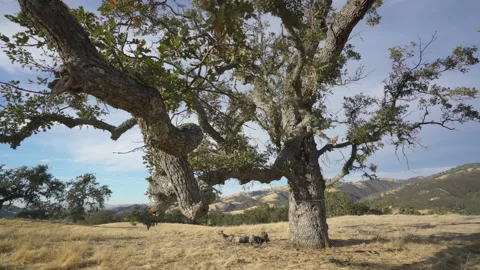 Tree on hill 스톡 동영상 139055132