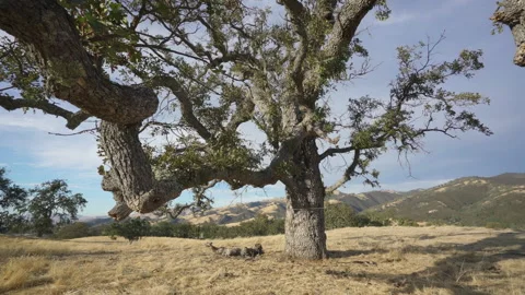 Tree on hill Stock-Footage 139055138