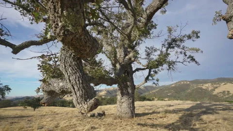 Tree on hill Stock Footage 139055144