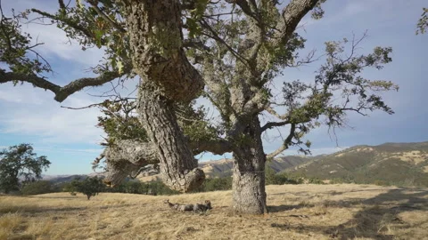 Tree on hill Stock Footage 139055150