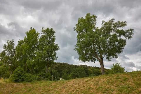 Tree on a hill landscape with clouds Stock Photos