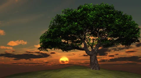 Tree on hill looking up -  daybreak Stock Footage 1098673
