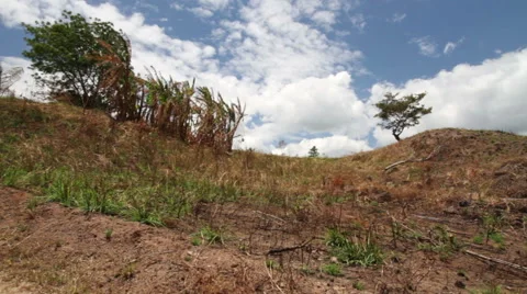 Tree on the hill panorama Stock Footage 52515581