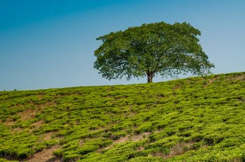 Tree on the hill Stock Photos