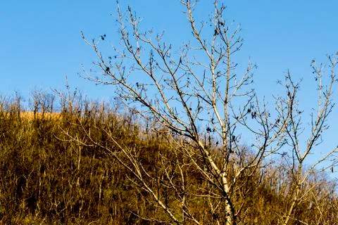 Tree on the hill Foto stock