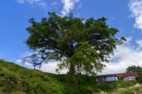 Tree on the Hill Stock Photos