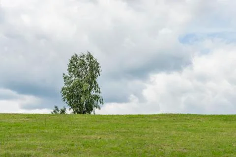 Tree on the hill Stock Photos