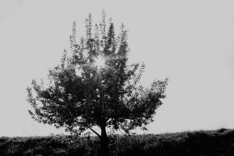Tree on a hill Stock Photos