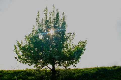 Tree on a hill Stock Photos
