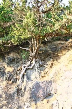 The tree in a hill Stock Photos