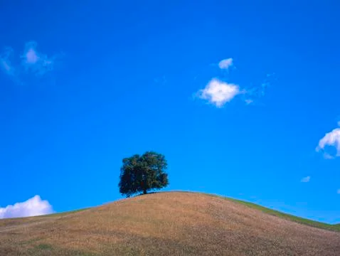 Tree at a hill Stock Photos