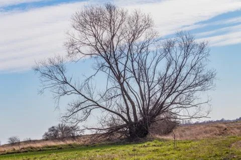  Tree on the hill Foto stock