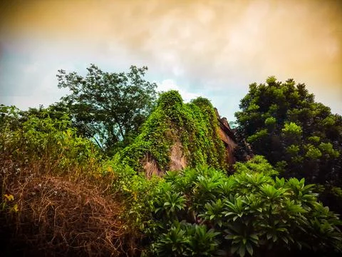 Tree on the hill Foto stock