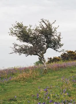 Tree on a hill Stock Photos