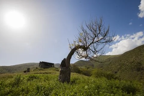Tree on the hill Stock Photos
