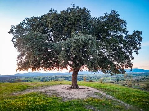 Tree on the hill Stock Photos