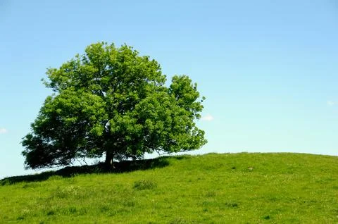 Tree on hill Stock Photos