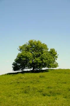 Tree on hill Stock Photos
