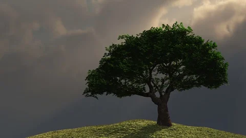 Tree with on hill with rays of light Stock Footage 70990055