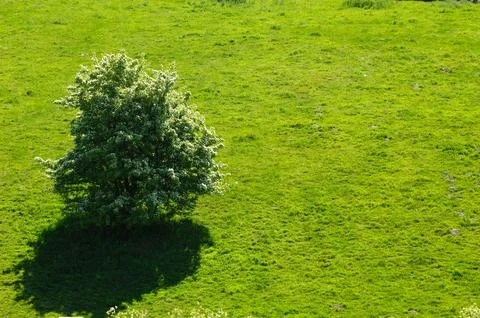 Tree on hill side Stock Photos