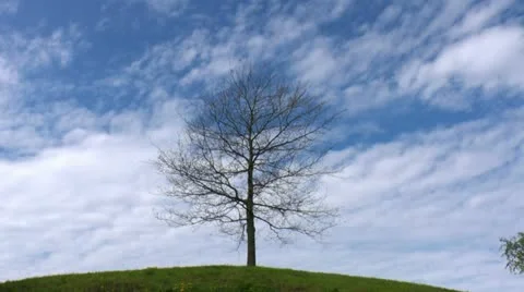 Tree on a hill on sky background 1 Stock Footage 11342875