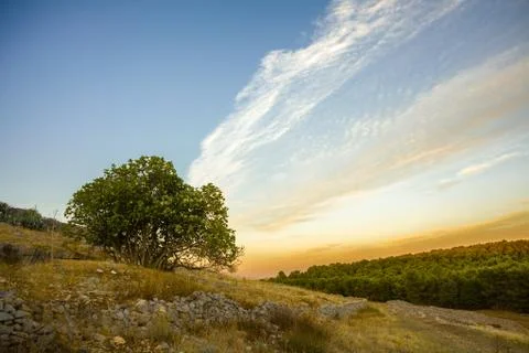Tree on a Hill at Sunset Stock Photos