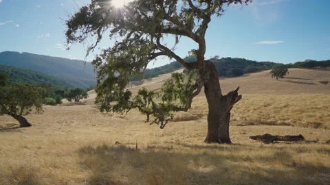Tree with hills and mountains in background Stock-Footage 139055078