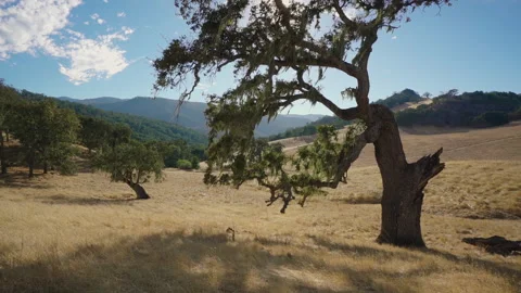 Tree with hills and mountains in background Video stock 139055083