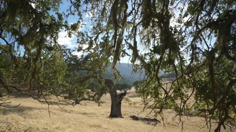Tree with hills and mountains in background Stock-Footage 139055097