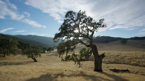 Tree with hills and mountains in background Vídeos de archivo 139055267