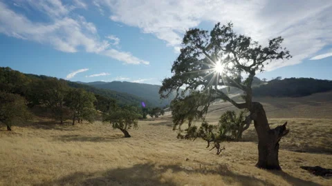 Tree with hills and mountains in background Video stock 139055288