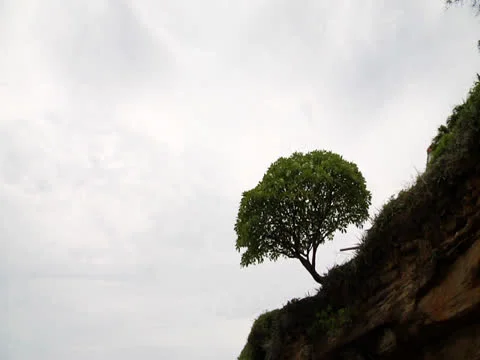 Tree on hillside Stock Footage 25825701