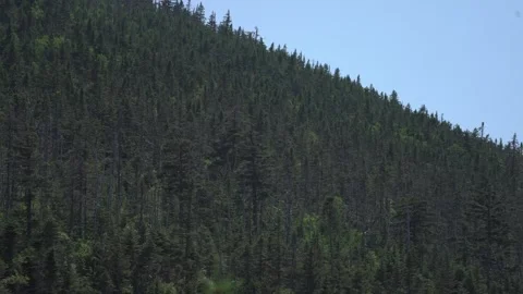 Tree hillside Stockbeeldmateriaal 171341055