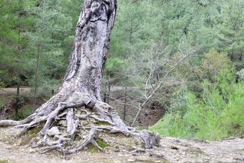 Tree hillside forest Stock Photos