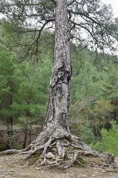Tree hillside forest Foto stock