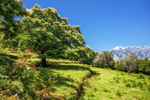 Tree on the hillside Stock Photos
