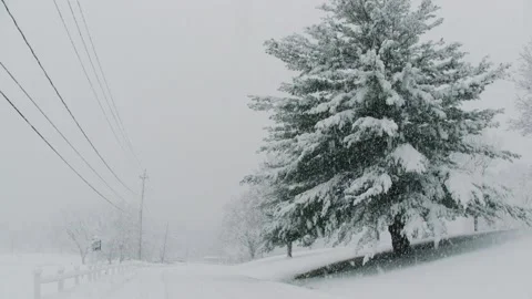 Tree on hillside in snow Stock Footage 148346963