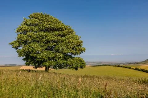 A tree on a hillside in the South Downs, on a sunny summer's day Stock Photos