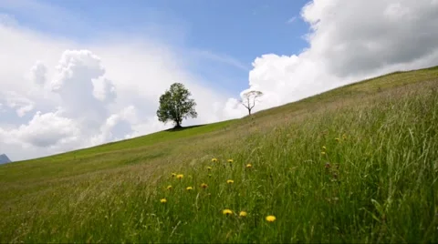Tree on a hillside. Wildflowers in high grass. Stock Footage 64993088