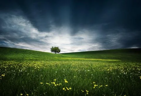 Tree on hilly meadows Stock Photos