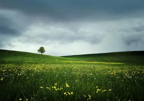 Tree on hilly meadows Stock Photos