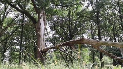 Tree hit by lightning Stock Footage 340506544