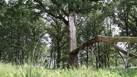 Tree hit by lightning Stock Footage 340506610