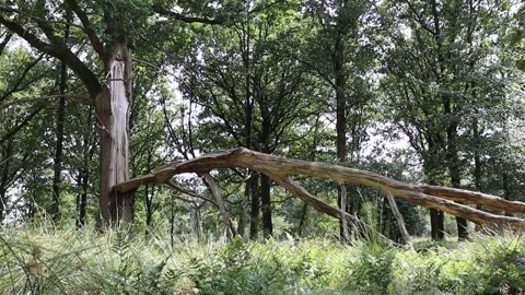 Tree hit by lightning Stock Footage 340506910