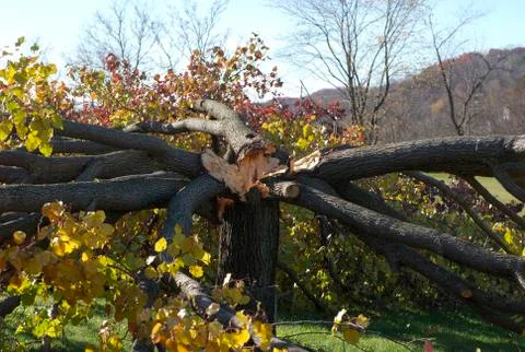 TREE HIT BY LIGHTNING Stock Photos