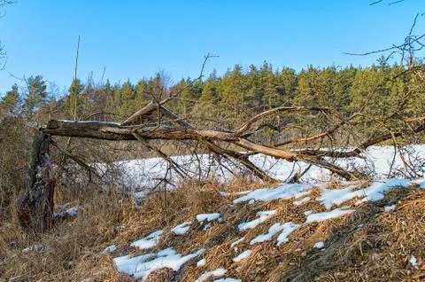 Tree hit by lightning Stock Photos